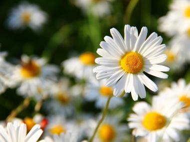 Blomster